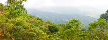 BOSQUE COOMEVA Sembramos m&aacute;s de 11.000 &aacute;rboles