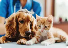 Asistencia a mascotas